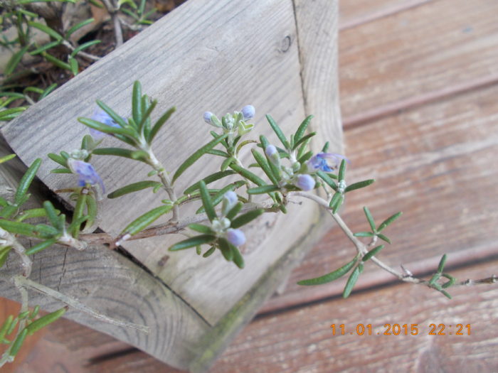 plants-that-repel-bugs